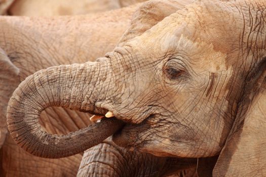 picture of a beautiful african elephant