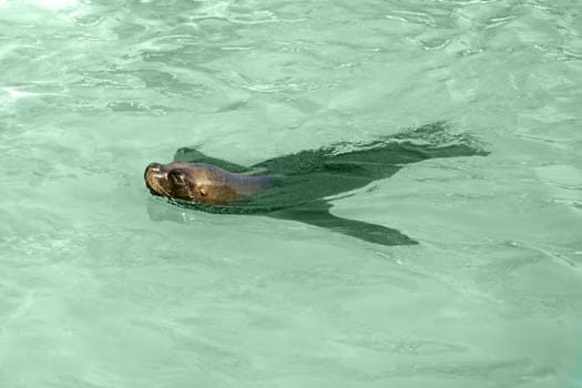 swimming seal in the green clear water