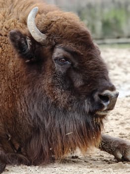 detail of the head of a beautiful american bison