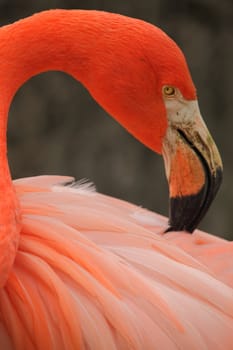 picture of the head and neck of a beautiful red flamingo