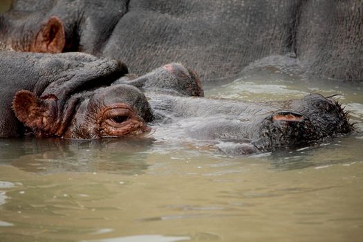 Portrait of a dangerous and fantastic hippopotamus