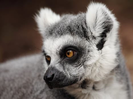 portrait of a beautiful madagascar lemur