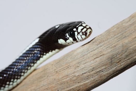 portrait of a beautiful and non-venomous desert snake