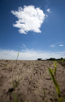 Wisconsin Cornfield with Clouds on Bright Summer Day