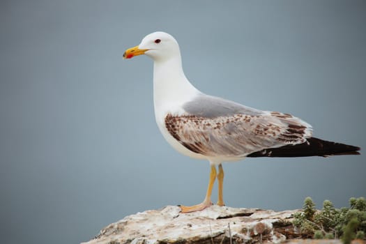 Picture of a beautiful seagull in front of ocean