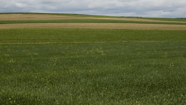 Wisconsin Cornfield with Clouds on Bright Summer Day