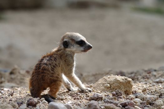 Picture of a lovely and young suricate baby