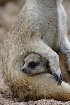 Picture of a lovely and young suricate baby