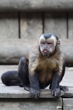 picture of a small and beautiful  monkey