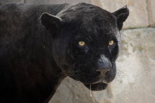 portrait of a beautiful black panther