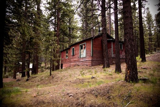 Old abandoned spooky cabin in forest