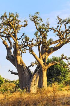 famous baobab tree in Senegal, Africa