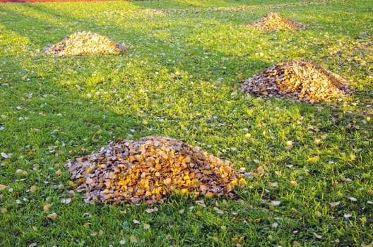 Raken leaves piles in autumn yard. Garden cleaning in autumn.