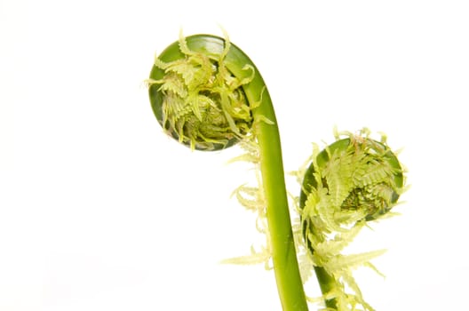 Fern macro closeup isolated on white background. Natural plant details.