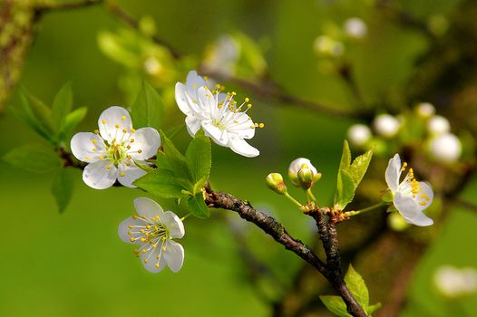 Branch of a blossoming tree in the spring