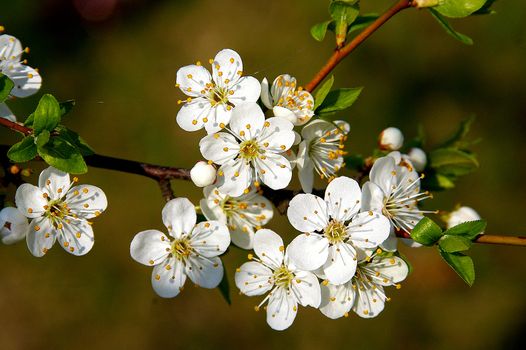 Branch of a blossoming tree in the spring