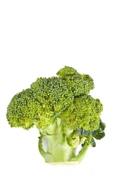 Fresh broccoli on white with soft shadow