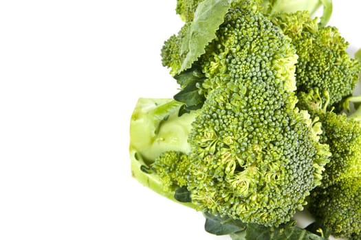 Fresh broccoli on white with soft shadow