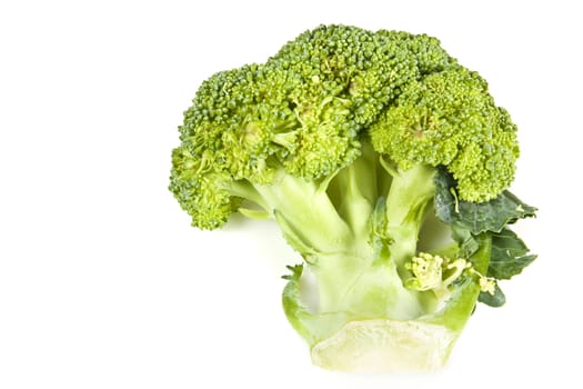 Fresh broccoli on white with soft shadow