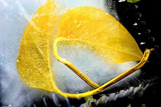 Autumn leaves in an ice .These are the first frosts