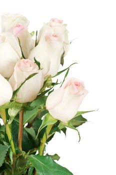 rose isolated on a white background