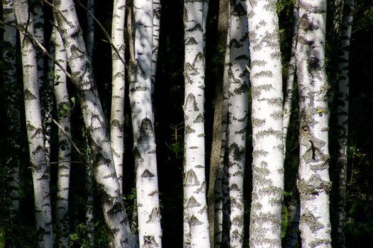 A small forest of young birch trees