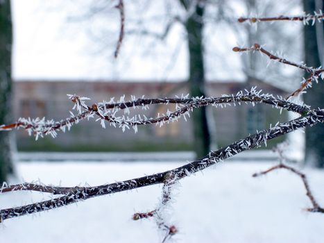 Hoarfrost on a branch on a background of the house
