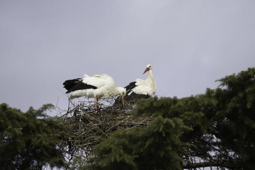 Stork couple building a birth nest