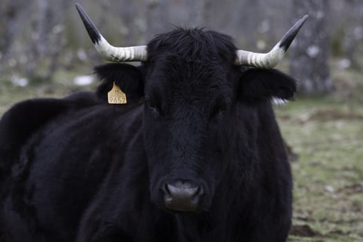 Black bull close up with black and white horns in Paular Valley, Spain