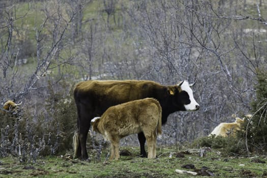 Brown cow and calf suckling in a prairie in the Paular Valley, Madrid, Spain