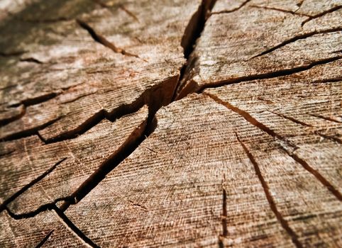 Texture of the old stump. texture of the old cut down a tree