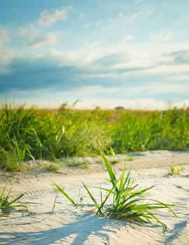 Background of freshly grown sprouts of grass