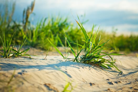 Background of freshly grown sprouts of grass