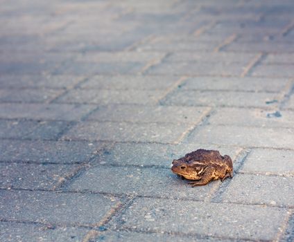 Toad on grey tiled floor.