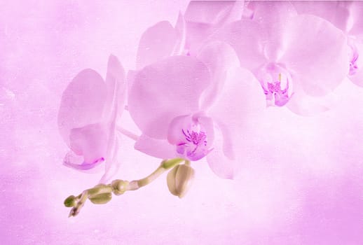  orchids on light background. Toned image.