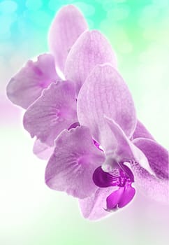  orchids on light background. Toned image.