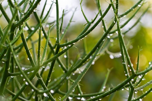 green plant with water drops and bokeh background in landscape orientation for background use