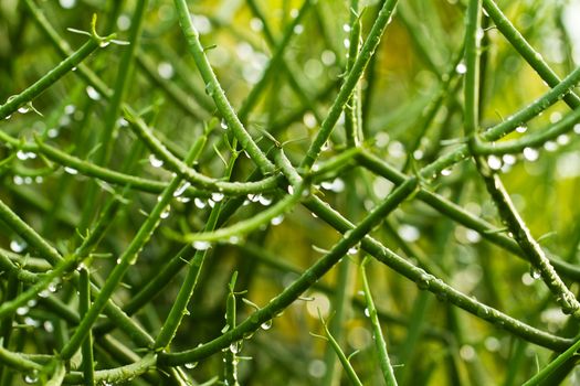 Green plant with water drops and bokeh background in landscape orientation for background use