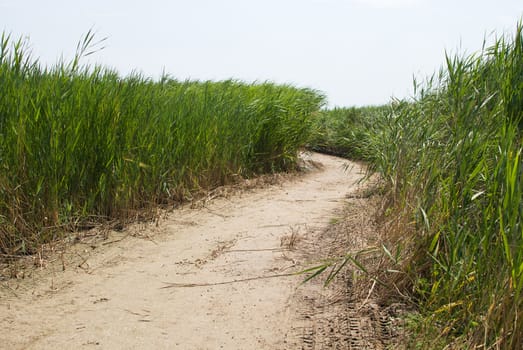 sandy curving road with green reeds bordering it