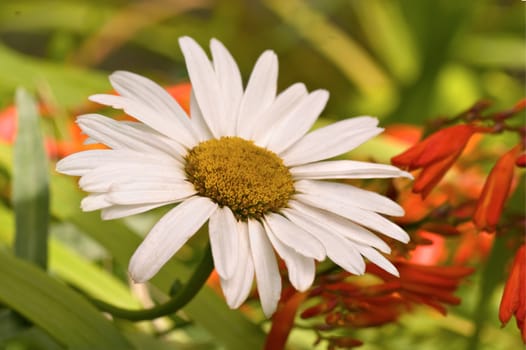 white daisy flower in between green and red flower
