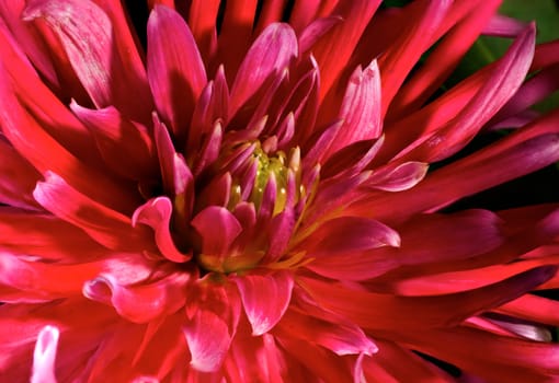  Red an yellow Chrysanthemum