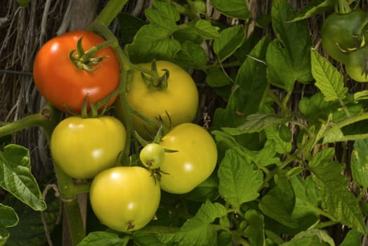 Red and green tomatoes hanging from plant