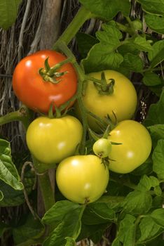 Red and green tomatoes hanging from plant