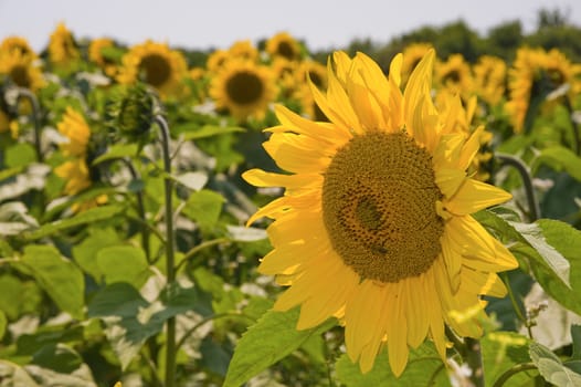 Sunflower in a field