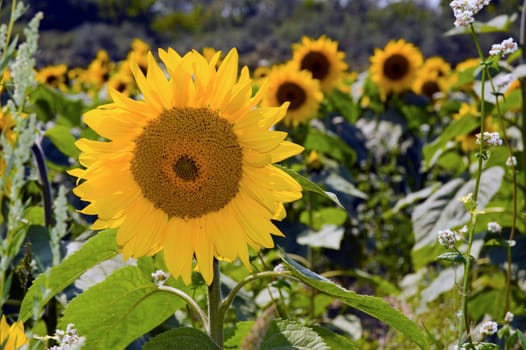 Bright sunflower in a field