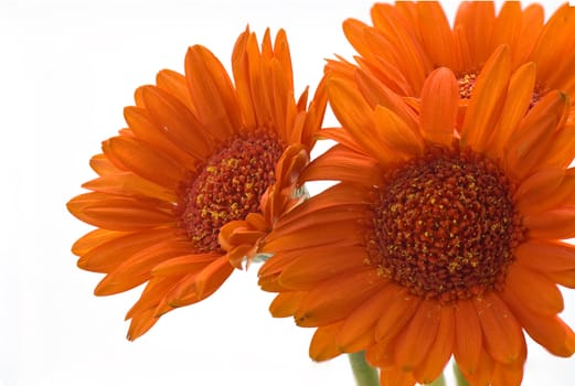 Gerbera Daisy on white