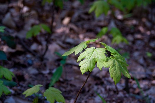 Small maple tree catching sunlight