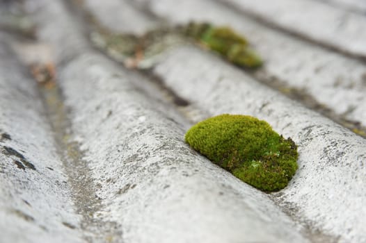 Moss on an undulated roof