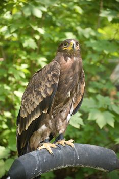 Hawk perched in captivity