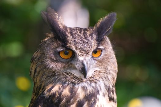 Owl portrait against foliage